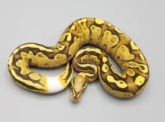 Vinalla Python Vanilla Cream Ball Python by Milbradt & Caponetto Pythons