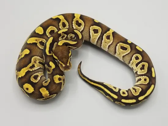 Mojave Het Desert Ghost Ball Python by Milbradt & Caponetto Pythons