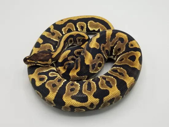 Gravel Leopard Het Daddy Ball Python by Milbradt & Caponetto Pythons
