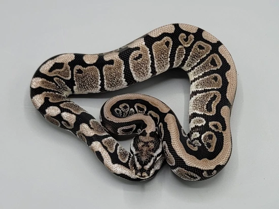 Spotnose VPI Axanthic Double Het Desert Ghost/Clown Ball Python by ...