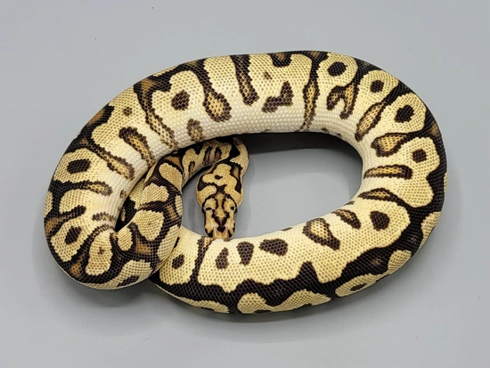Fire Spotnose Clown Het Desert Ghost Ball Python by Milbradt ...