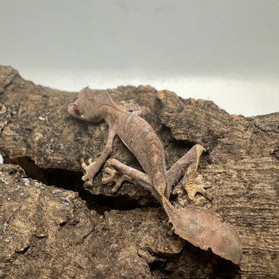 その他 OZWRT Satanic Agave Leaf Tailed Gecko OZWRT Satanic Agave Leaf Tailed Gecko
