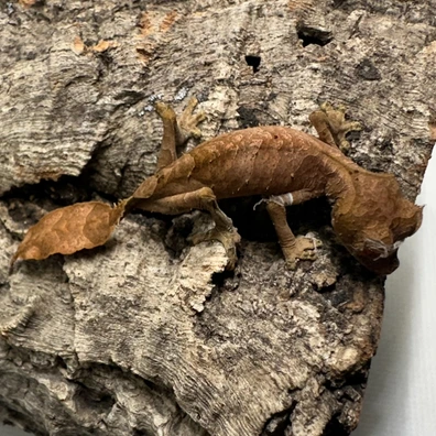 未開封品 OZWRT Agave Leaf Tailed Gecko 17cm 美品】OZWRT Agave Leaf Tailed Gecko 17cm 美品】OZWRT Agave