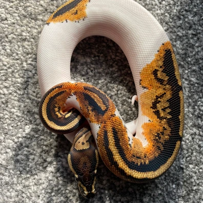 Orange Dream Yellow Belly Pied Ball Python - female for sale from Creative Genetic Royals