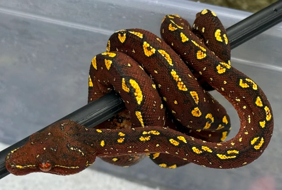 Unsexed 5 Month Old Neonate Blue Line X Biak Weighs Green Tree Python ...