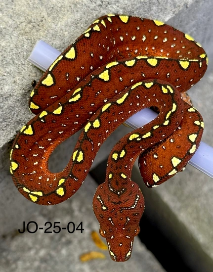 Blueline X Biak Unsexed Neonate Green Tree Python by CaptiveSnakes