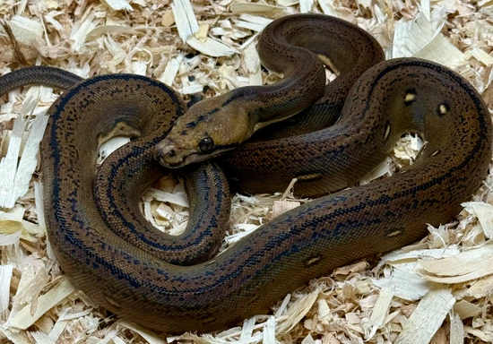 Tiger Goldenchild Het Anthrax Het Albino Reticulated Python by Wrights ...