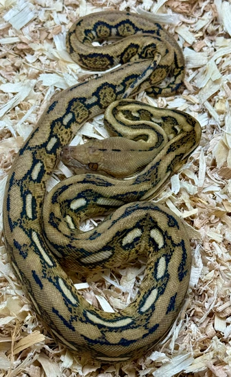 Tiger 100% Dbl Het Anthrax/albino Reticulated Python by Wrights Exotics