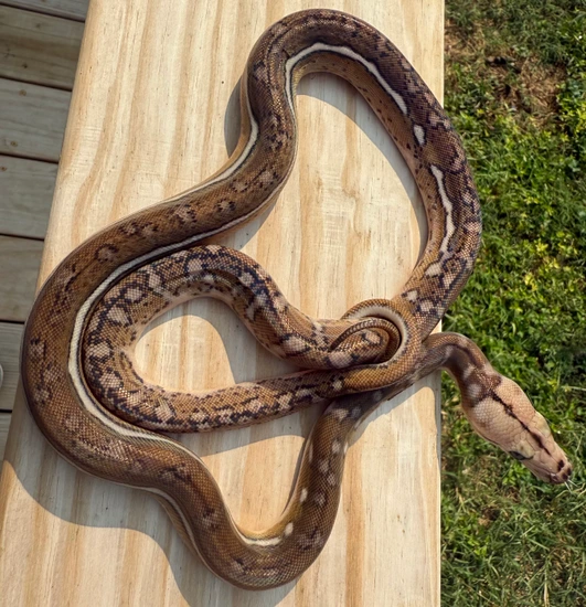 Motley Tiger Anthrax 100% Het Albino Reticulated Python by Wrights Exotics