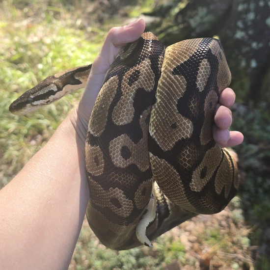 Pastel Adult Male Ball Python by Ophidian Odyssey