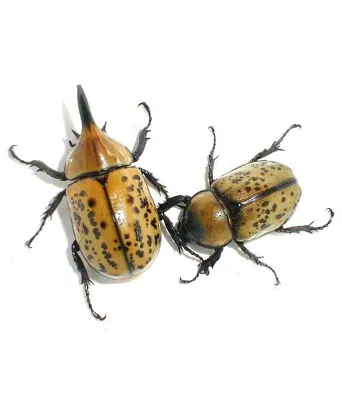 Dynastes Tityus) Eastern Hercules Beetle Larvae by JamJam Exotic