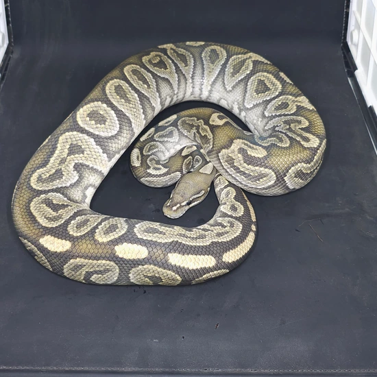 *Free Shipping* Pastel Ghost Ball Python by John and Mary's Snakes