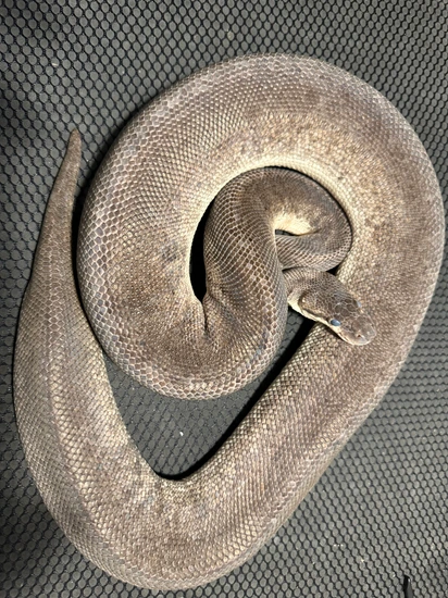 Silver Bullet Python 0.1 Silver Bullet Ball Python by Rack city reptiles