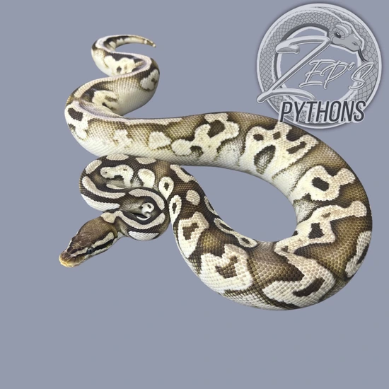 FREE SHIPPING *** Pastel Phantom Yellow Belly Ball Python by Zep’s pythons