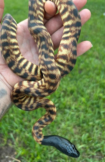 Eastern Black-Headed Python by Beachside Chameleons