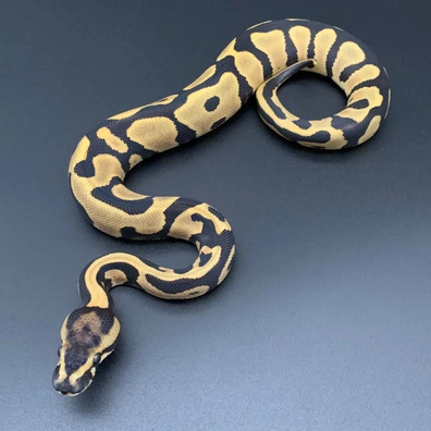 Leopard Desert Ghost 50% Het Pied Ball Python - female for sale from Demon Snakes