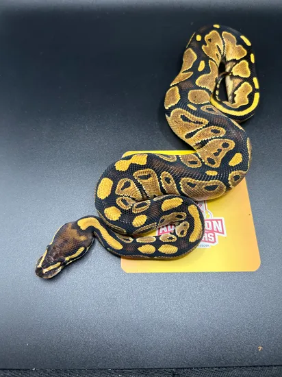Russo Het Albino Ball Python by Addiction Morphs