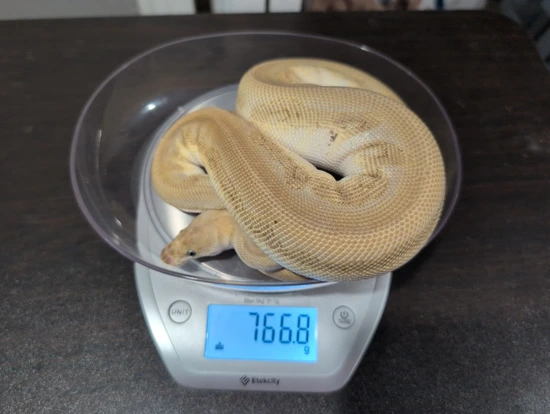 Blackhead Phantom Pastel Redgene Ball Python by Texas Ball Python Morphs