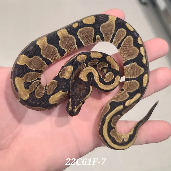 Normal Dbl Het DG Pied Ball Python by Kittinger Reptiles