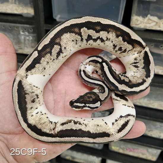 Yb Axanthic Pied Ball Python by Kittinger Reptiles