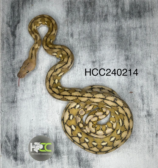 Kalatoah Tiger Reticulated Python Kalatoa 25% Jampea Platinum Tiger Het Anery 66% Het Albino Reticulated ...