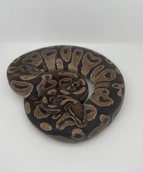 Highblush Ball Python by Jvk Reptiles Creation