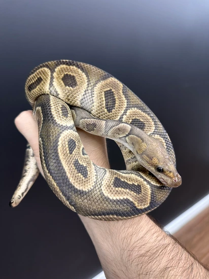 Python Daytona Free Daytona Pickup GHI Clown Het Ghost Ball Python by Haze Serpents