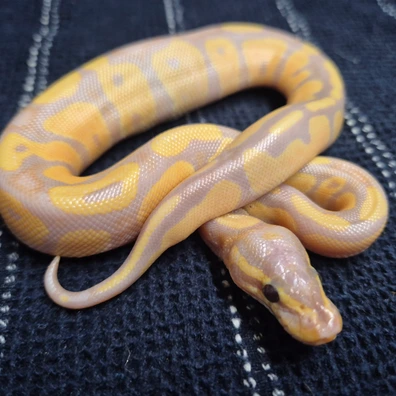 CORAL GLOW 100% Het VPI AXANTHIC