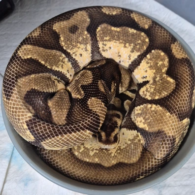 Pastel Enchi Ball Python - female for sale from Silverstone serpents