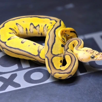 Pastel Leopard Specter Clown Ph Albino Ball Python - female for sale from Rocketts Exotics