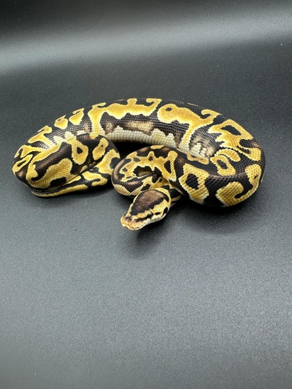 Pastel Puzzle Het Ultramel Ball Python by Baud’s Exotic Reptiles