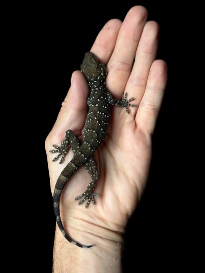 Starry Gecko $600 Reserve! 1.1 Pair Starry Night Tokay Geckos [Gekko Nutaphandi ...