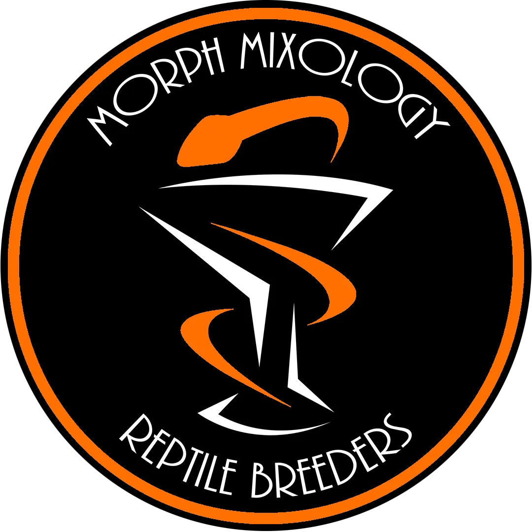 Ball Python Clutch: 21-11 by Morph Mixology Reptiles - MorphMarket