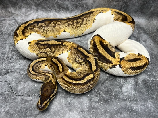 *PROVEN* YB Pied Ball Python by Morph Mixology Reptiles