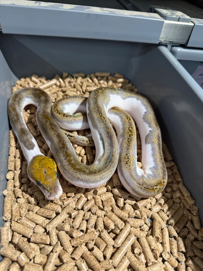 Pied Het Albino Reticulated Python by BOC