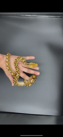 Indo Caramel 100% Het Ocelot Reticulated Python by BOC