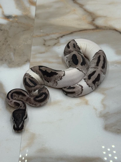 Lightning Pied Ball Python by BOC