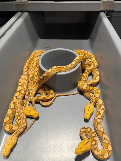 Albino Het Ocelot Reticulated Python by BOC