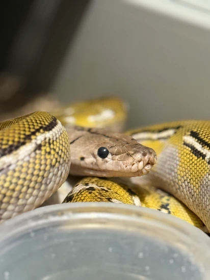 Lemonglow Anthrax Poss Het Purple Reticulated Python by BOC