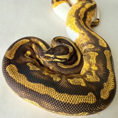 Enchi Yellowbelly Pied Poss High Orange Dream Het Lavender Albino Ball Python - female for sale from JC-Morphs-UK