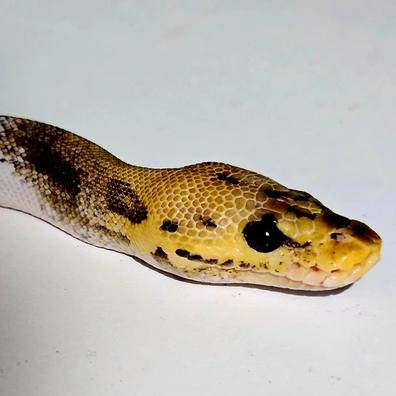 Leopard Pastel Clowm Pied Ball Python - male for sale from JC-Morphs-UK