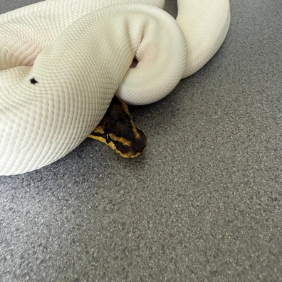 Pied 100% Het Clown Pied Ball Python - female for sale from JC-Morphs-UK
