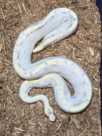 Enchi Champagne DG Het Hypo Ball Python by JCC Reptiles