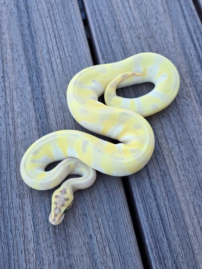 Super Butter Python Hypo DG Pastel Butter Super Enchi Ball Python by JCC Reptiles