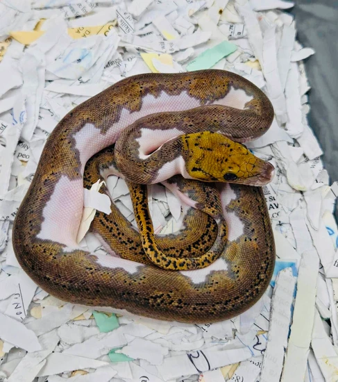Tiger Pied Poss Het Albino Reticulated Python by JC Reptiles