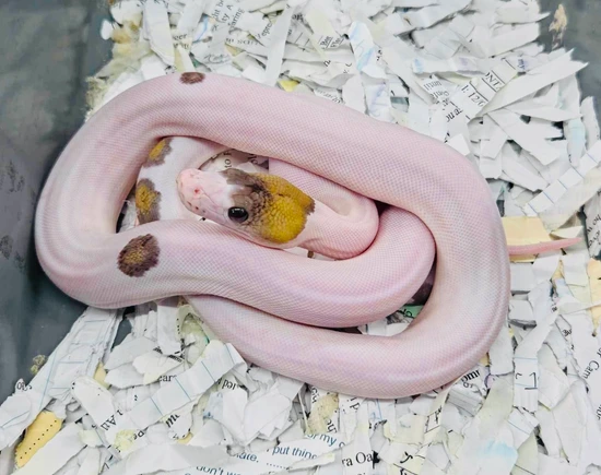 Motley Tiger Pied Poss Het Albino Reticulated Python by JC Reptiles