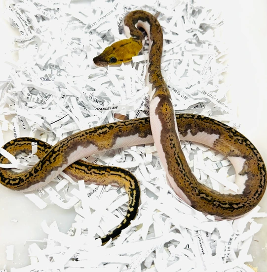 Tiger Pied Poss Het Albino Reticulated Python by JC Reptiles