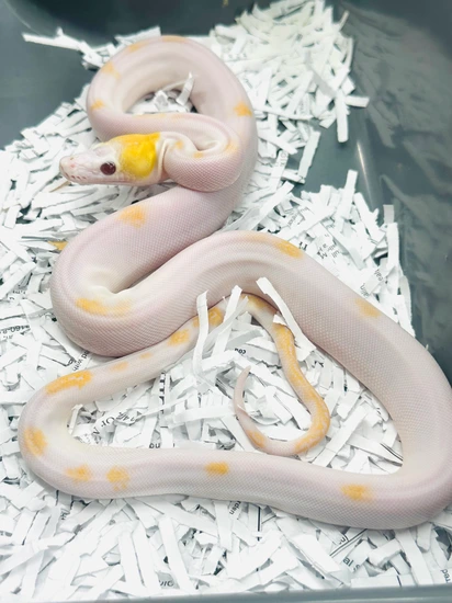 Albino Golden Child Platinum Tiger Poss Super Tiger Pied Reticulated ...