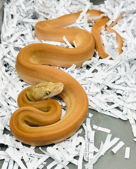 Mochino Phantom Golden Child Super Sunfire Reticulated Python by JC ...