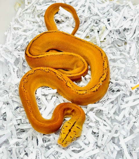 Mochino Golden Child Sunfire Het Orange Ghost Stripe Reticulated Python ...